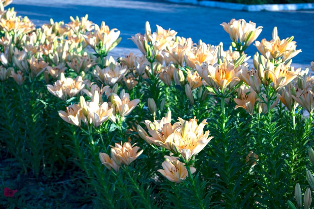 Yellow lilies bloom in a lush garden, illuminated by sunlight, creating a vibrant and serene floral landscape.